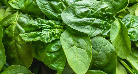 کاهش فشار خون بالا؛ 17 خوراکی مفید اسفناج (Spinach)