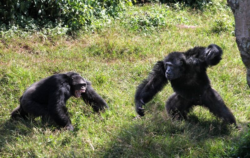 شامپانزه‌ها، جنگجویان ماهری در جنگ‌های قبیله‌ای
