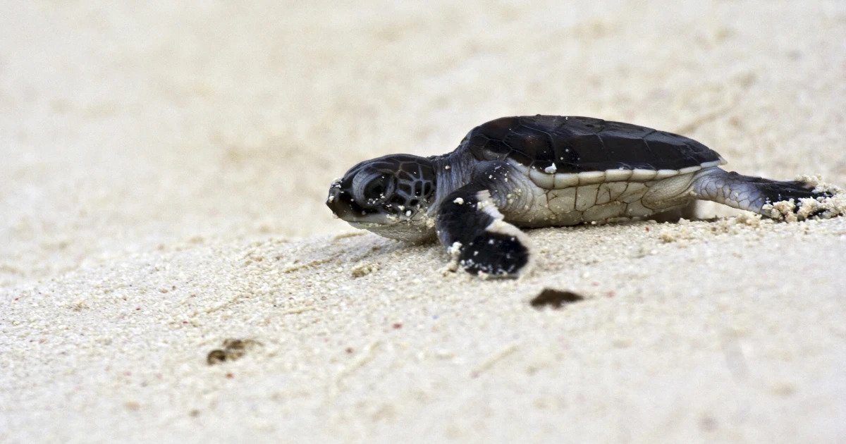 خطر انقراض لاک‌پشت‌های دریایی نر