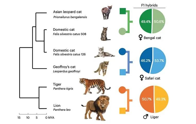 رازهای تکامل گربه‌ها در پژوهش جدید فاش شد