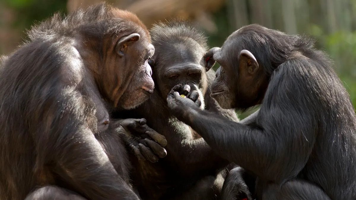 شامپانزه‌ها، جنگجویان ماهری در جنگ‌های قبیله‌ای