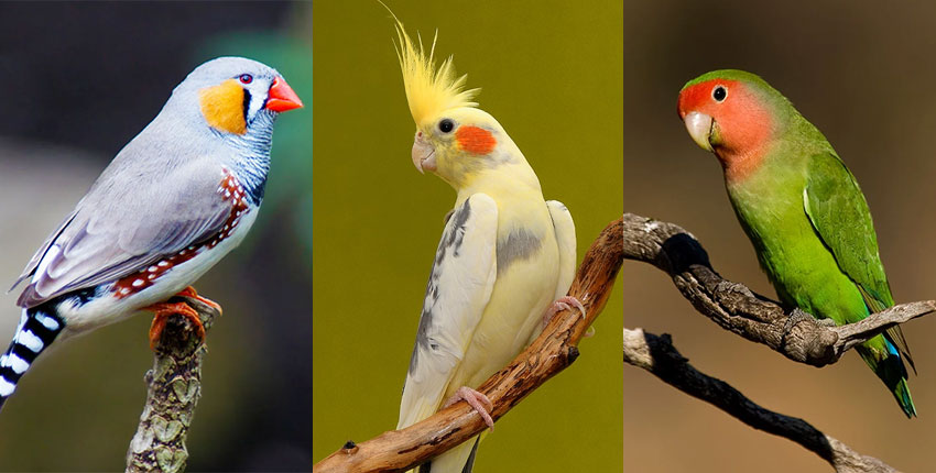 پرندگان خانگی محبوب: پنج پرنده دوست داشتنی