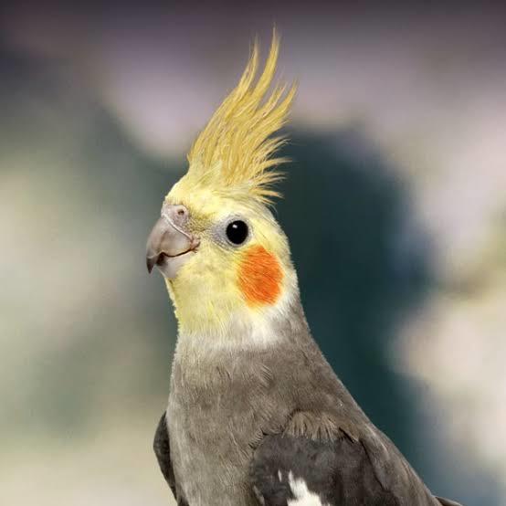 پرندگان خانگی محبوب: پنج پرنده دوست داشتنی

