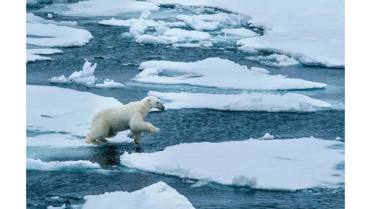 خرس‌های قطبی؛ نماد از دست رفته تغییرات اقلیمی