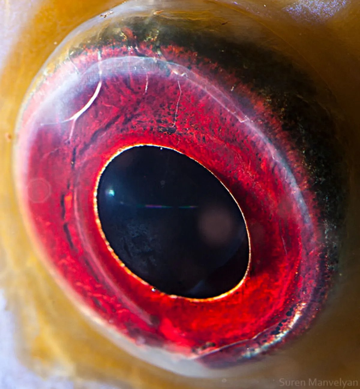چشم‌های جانوران، دریچه‌ای به دنیاهای بیگانه