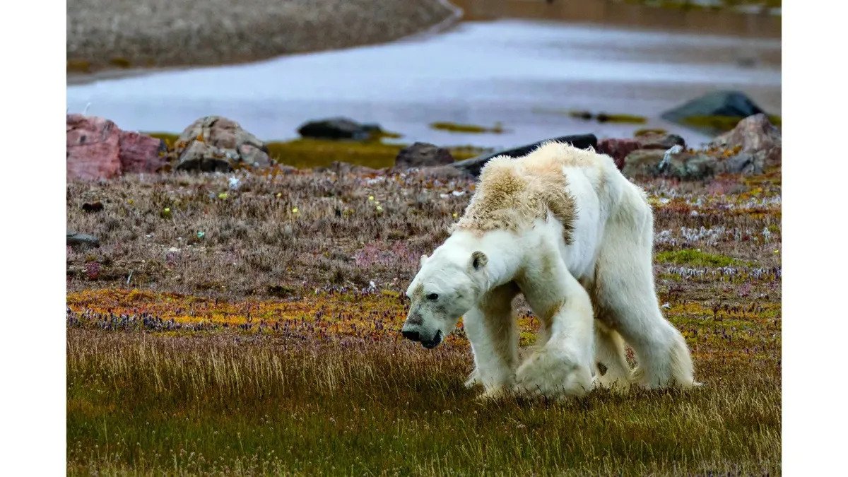 خرس‌های قطبی؛ نماد از دست رفته تغییرات اقلیمی