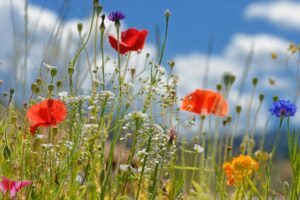 گل‌های وحشی در حال تکامل برای گرده‌افشانی بدون حشرات هستند