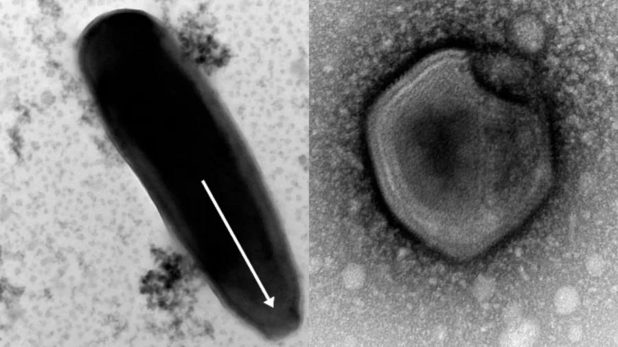 کشف ویروس ۴۸ هزار ساله زامبی در خاک منجمد سیبری