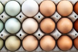 راز تنوع رنگی در تخم مرغ‌ها