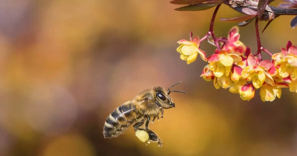 آشنایی با 20 نوع عسل طبیعی و فواید آن‌ها