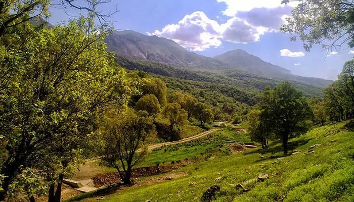 ۱۵ جنگل بهشتی در ایران: اکتشاف زیبایی‌های طبیعت