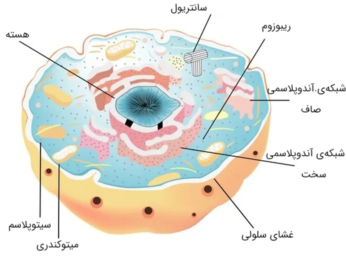 میکرو RNA‌ها: رهبران پنهان سلول‌ها