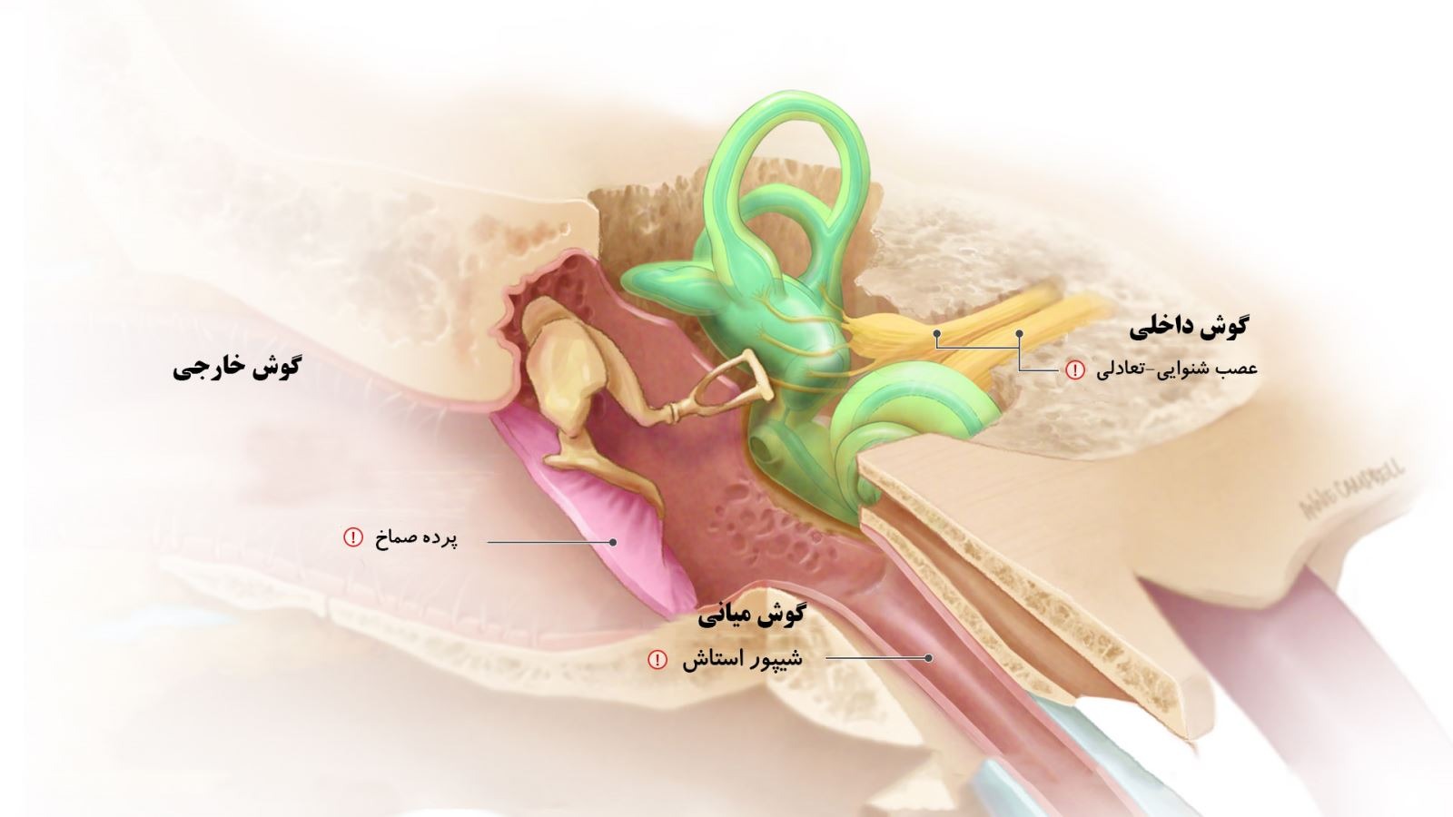 چه صداهایی را می‌شنویم؟ محدوده شنوایی انسان