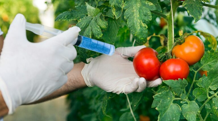 دستکاری ژنتیکی؛ گوجه‌فرنگی‌های بهتر، اما آیا باید؟