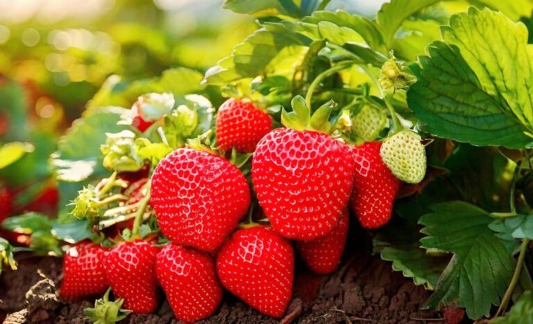 زوال عقل درمان در گیاهان و ALS