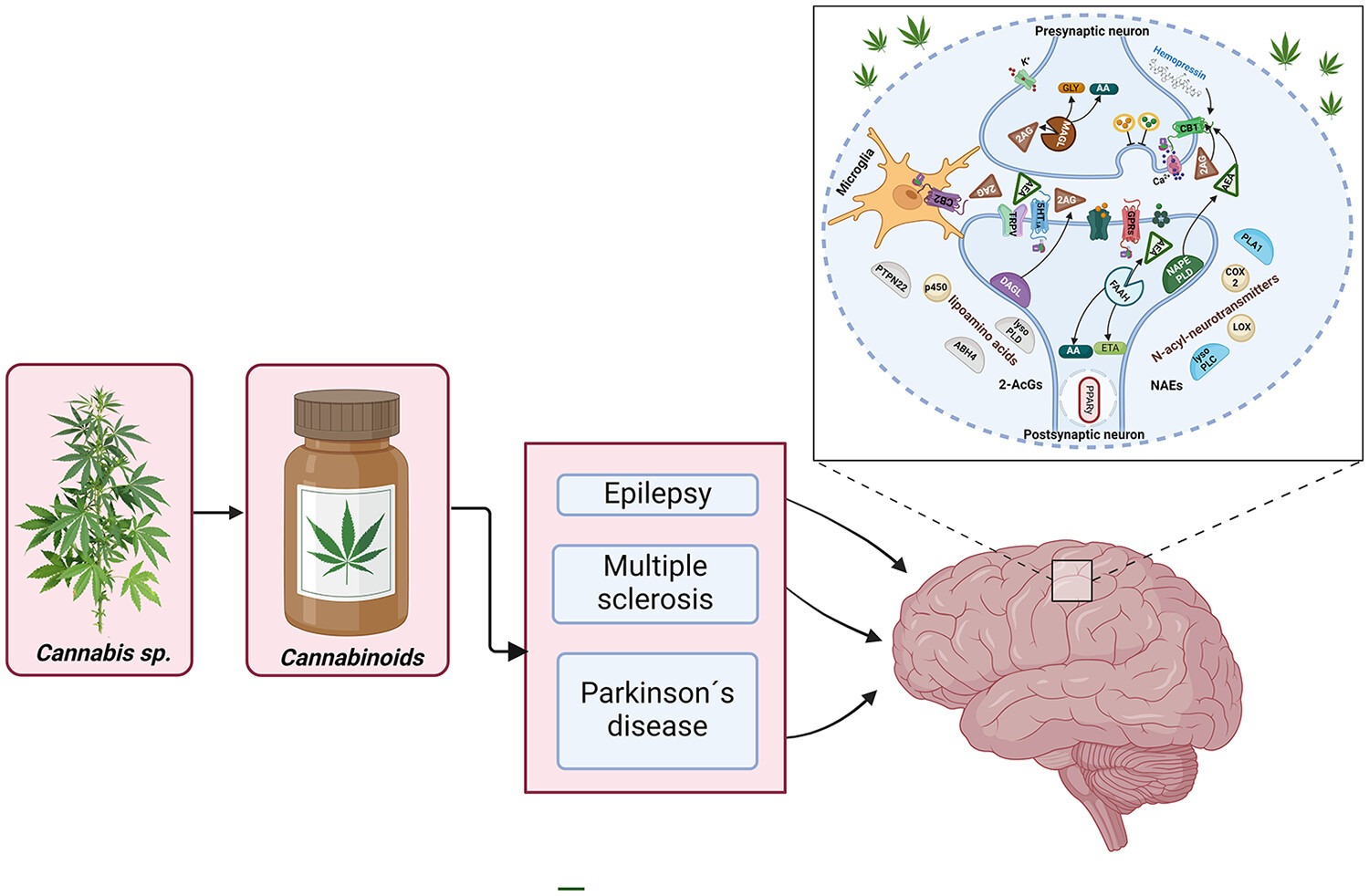 تحولی نوین در درمان صرع و ام‌اس با CBD