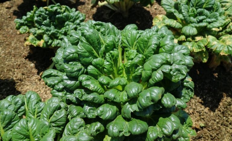 ملاتونین تازگی محصول را حفظ می‌کند