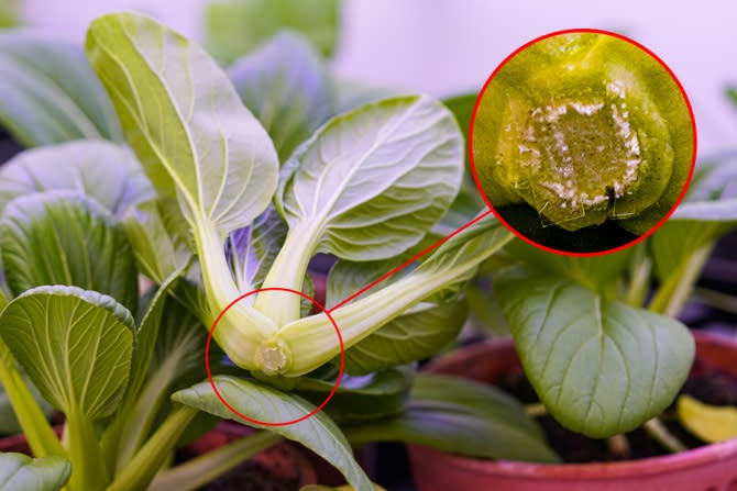 ملاتونین تازگی محصول را حفظ می‌کند