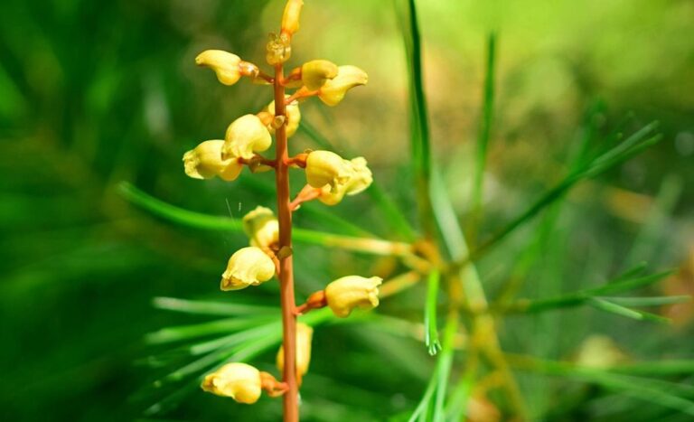 تولیدمثل بدون گل‌دهی