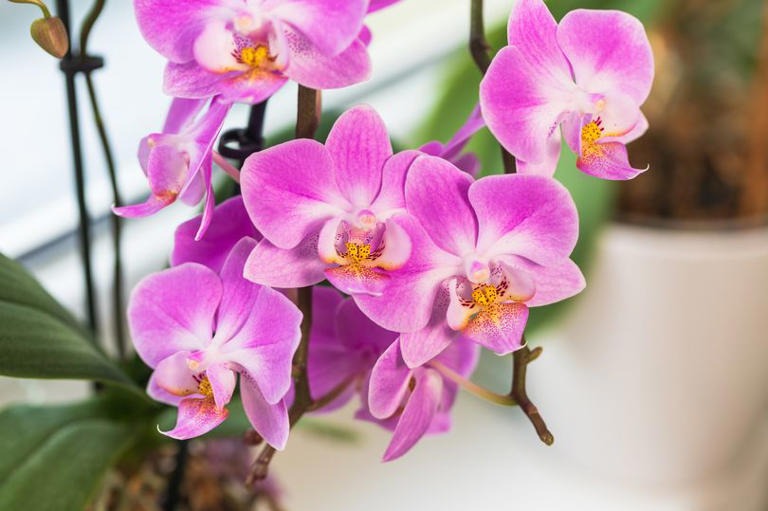 تولیدمثل بدون گل‌دهی