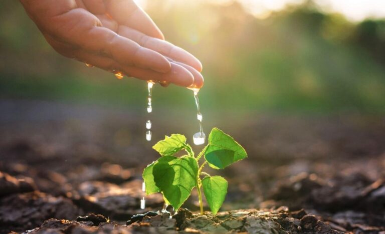 گرما جذب کربن را متوقف می‌کند