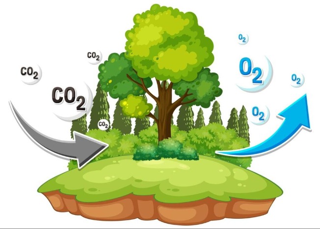 گرما جذب کربن را متوقف می‌کند