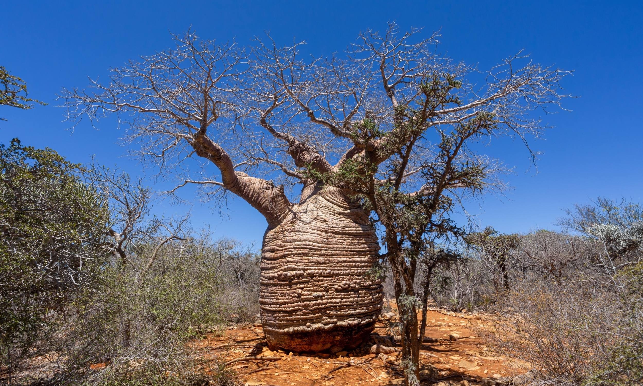 آب و هوا رشد گیاهان را تغییر می‌دهد