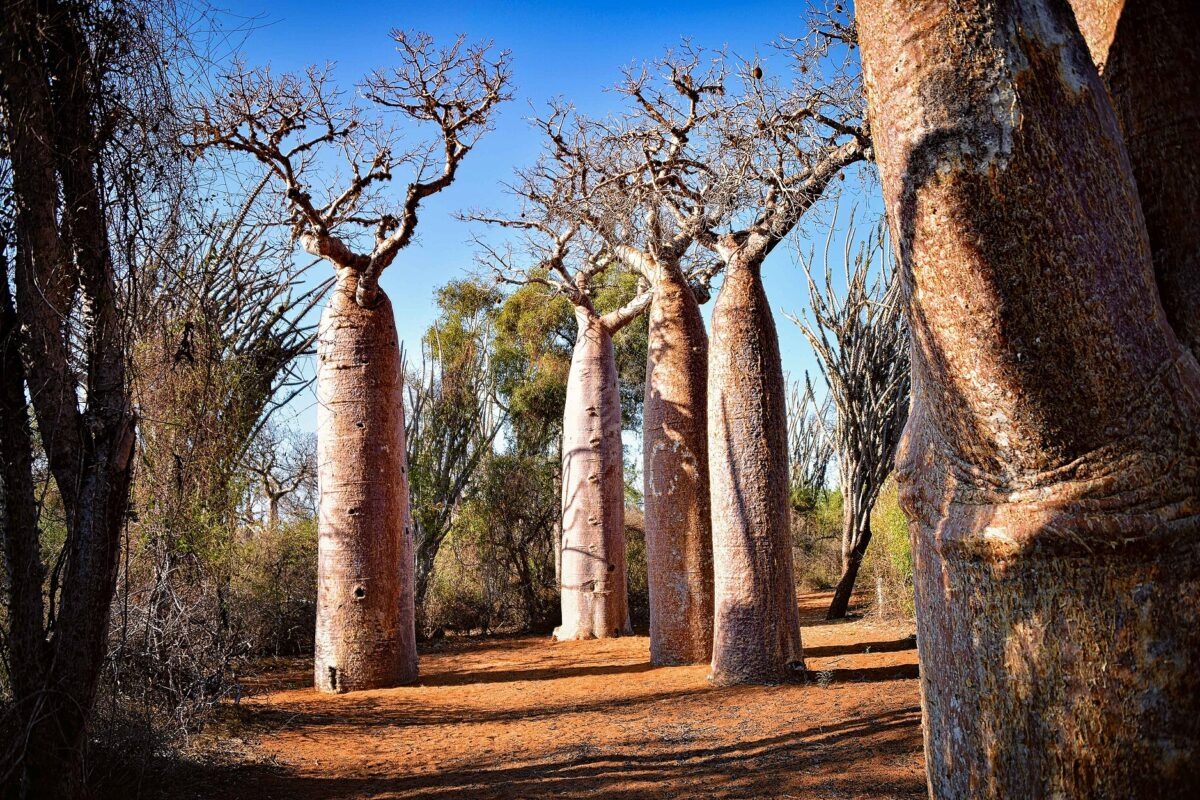 آب و هوا رشد گیاهان را تغییر می‌دهد