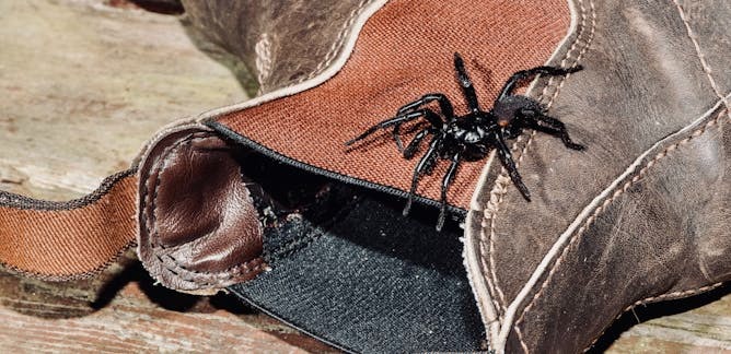 راز زهر مرگبار عنکبوت‌ها
