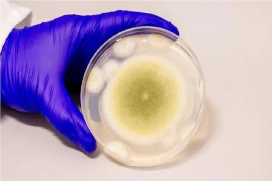 قارچ کشنده، سلاحی جدید در درمان سرطان