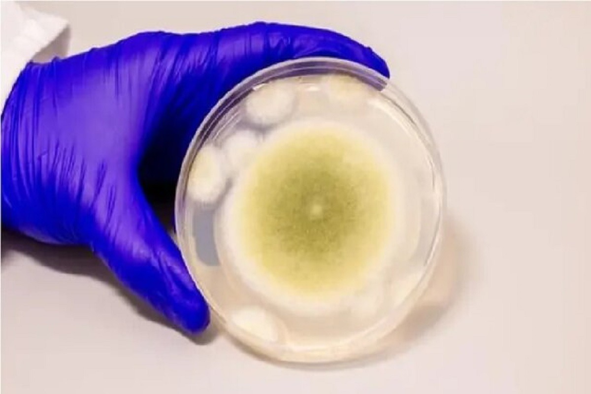 قارچ کشنده، سلاحی جدید در درمان سرطان