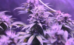 تأثیر ماری‌جوانا بر DNA فاش شد