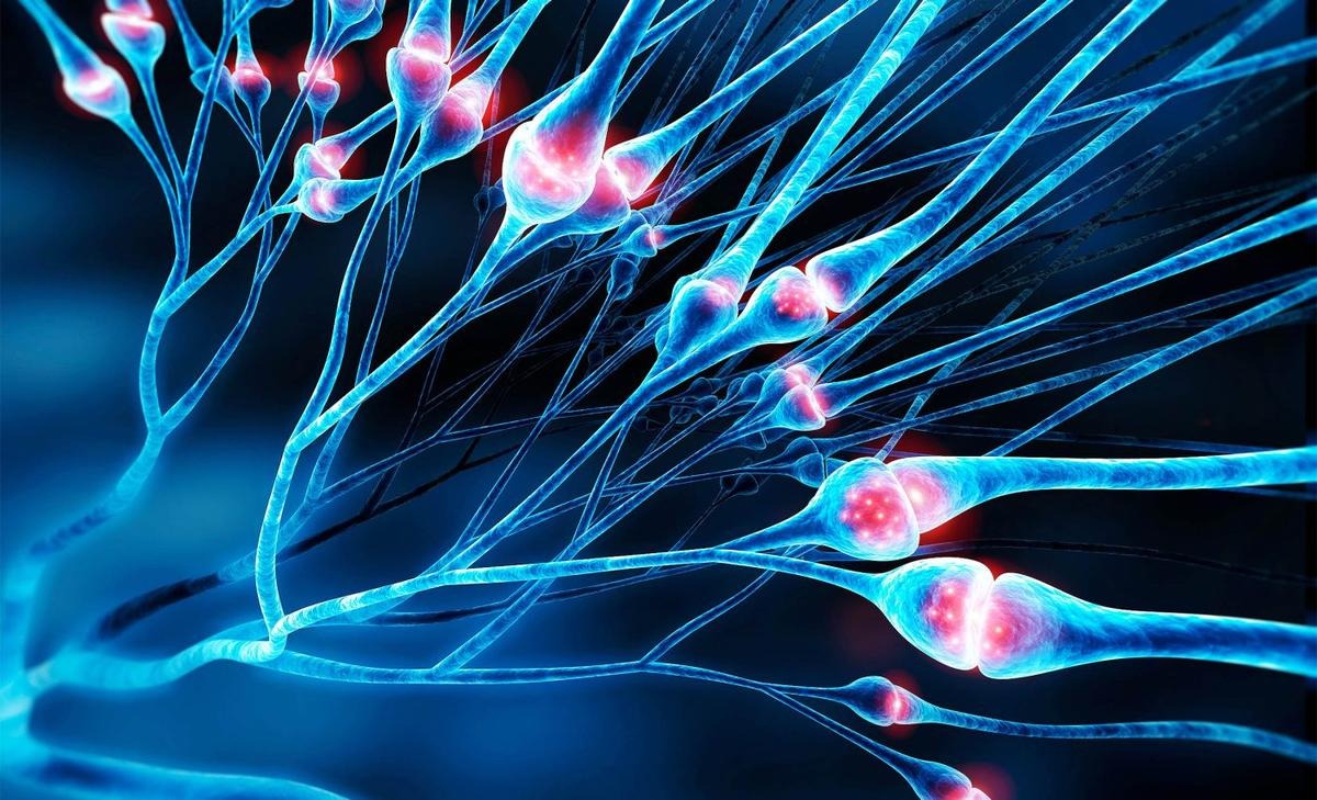 بازنگری در شکل سلول‌های مغز