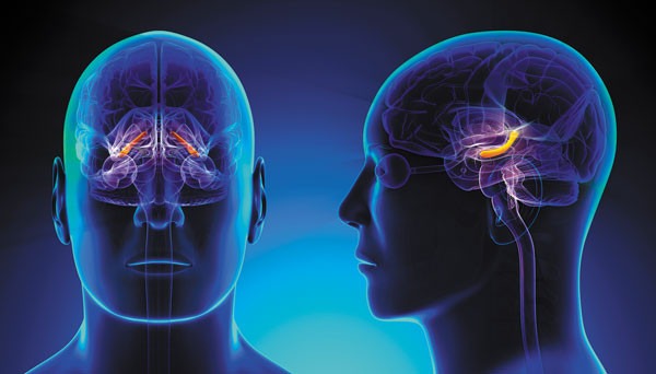 بازنگری در شکل سلول‌های مغز