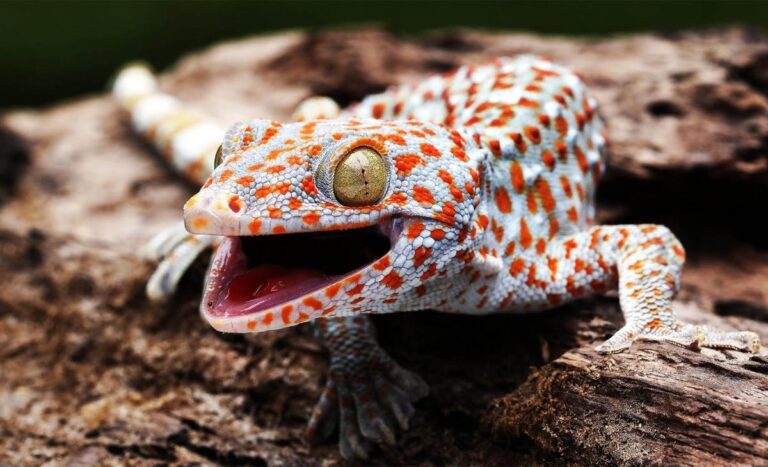 کشف حس ششم حیوانات