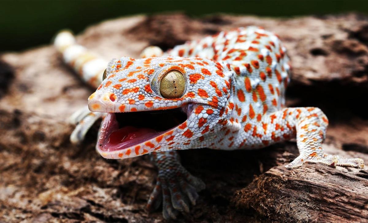 کشف حس ششم حیوانات