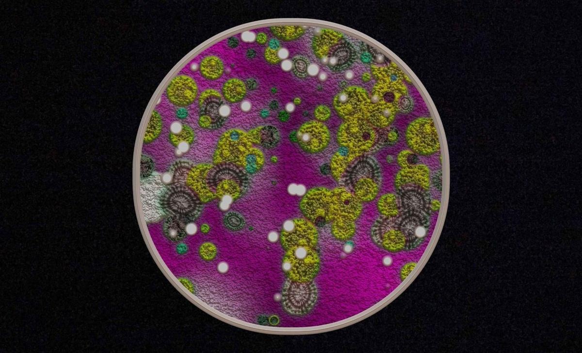 کشف قارچ طلاخوار؛ انقلابی در کشف فلزات