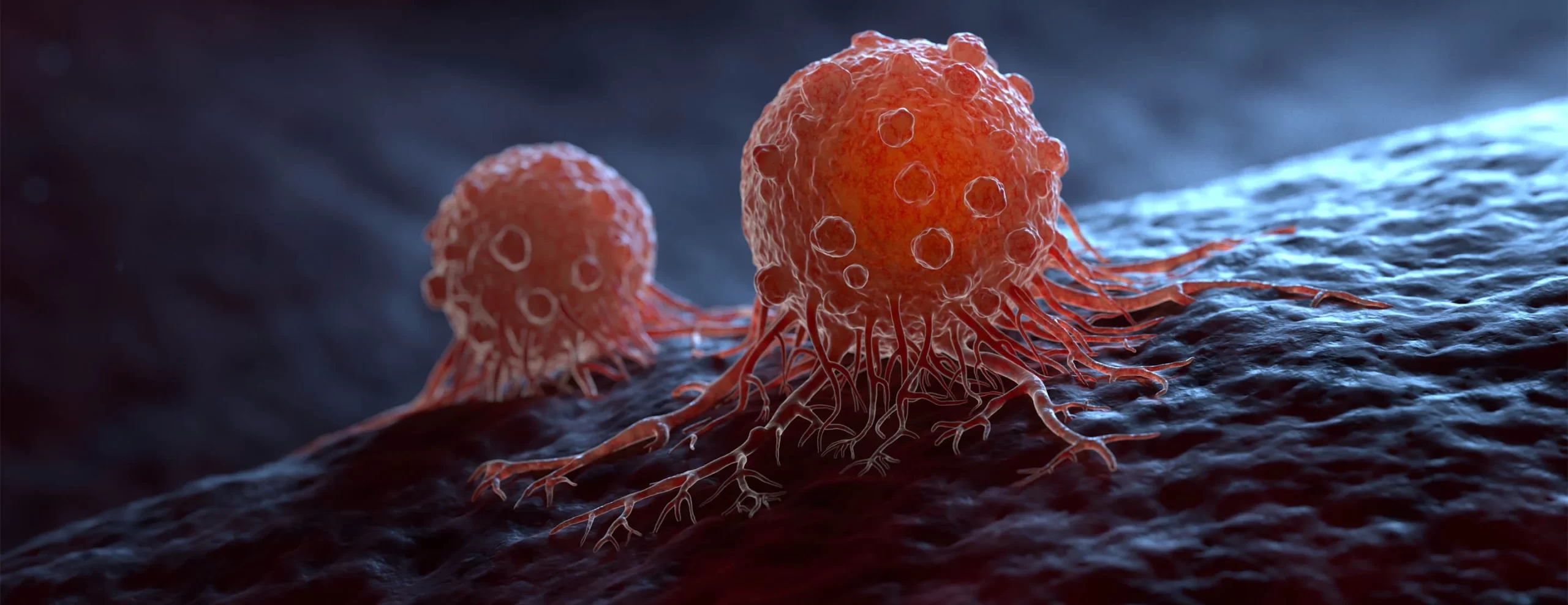 استویای تخمیرشده ضربه سنگینی به سلول‌های سرطانی وارد می‌کند