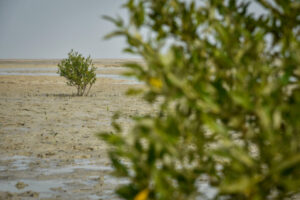 کاشت یک میلیارد درخت؛ ایران علیه بحران اقلیمی