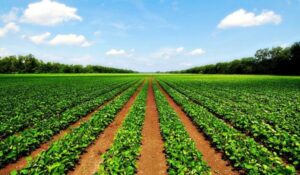 توافق ایران و چین برای رشد تجارت کشاورزی تا ۲ میلیارد دلار در دو سال