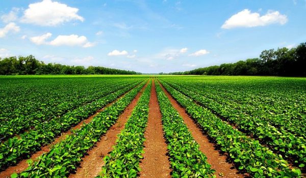 توافق ایران و چین برای رشد تجارت کشاورزی تا ۲ میلیارد دلار در دو سال