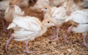 جوجه بوقلمون را از کجا بخریم؟