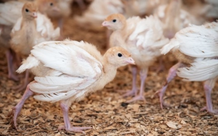 جوجه بوقلمون را از کجا بخریم؟