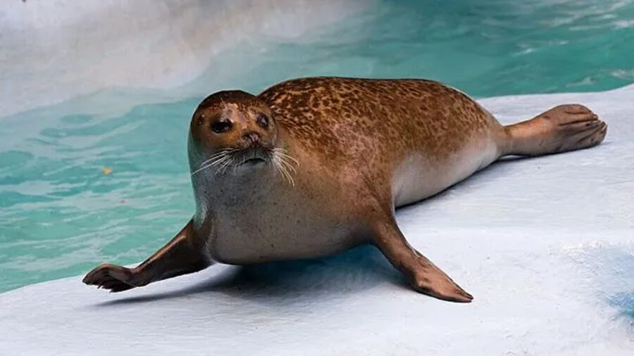 افتتاح مرکز تخصصی نجات فوک دریای خزر، گام بزرگ حفاظت از محیط‌زیست