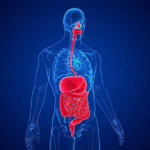 کشف ارتباط شگفت‌انگیز ریتم‌های روده و مغز