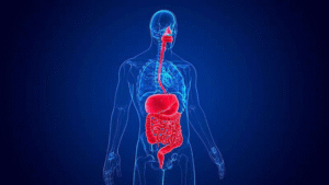 کشف ارتباط شگفت‌انگیز ریتم‌های روده و مغز