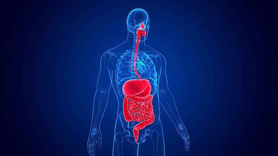 کشف ارتباط شگفت‌انگیز ریتم‌های روده و مغز