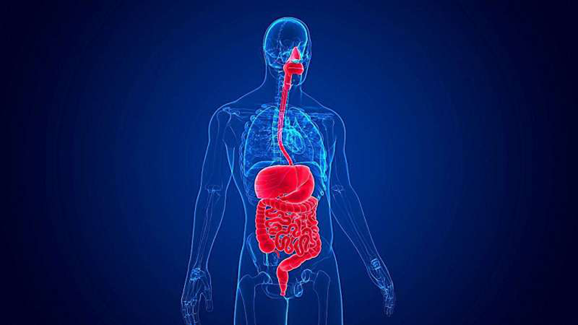 کشف ارتباط شگفت‌انگیز ریتم‌های روده و مغز