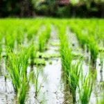 گسترش همکاری‌های کشاورزی ایران و چین با تأسیس مرکز مشترک تحقیقات برنج