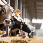 تبدیل پرِ مرغ به خوراک دام با فناوری بومی؛ جهشی در زیست‌فناوری ایران